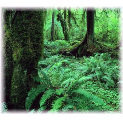 Краска резиновая Супер Декор №09 лесная сказка 3кг